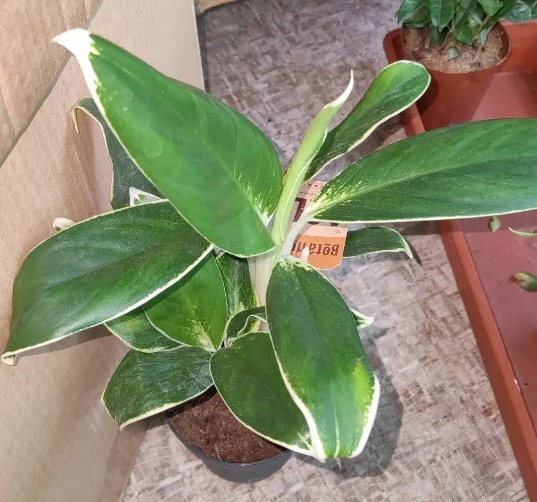 Лотерея комнатных растений в Красноярске - Растения (Хобби и отдых) в Красноярск