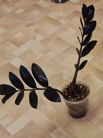 Замиокулькас черный - Семена и рассада в Красноярск