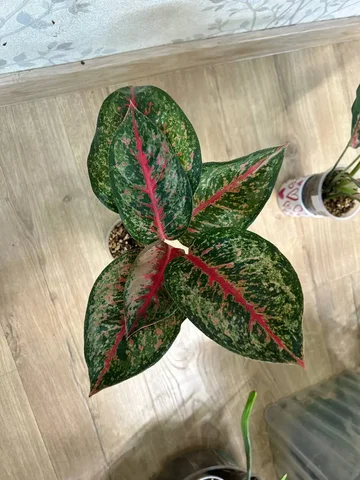 Продажа комнатного растения Аглаонема парадиз ред - Семена и рассада в Красноярск
