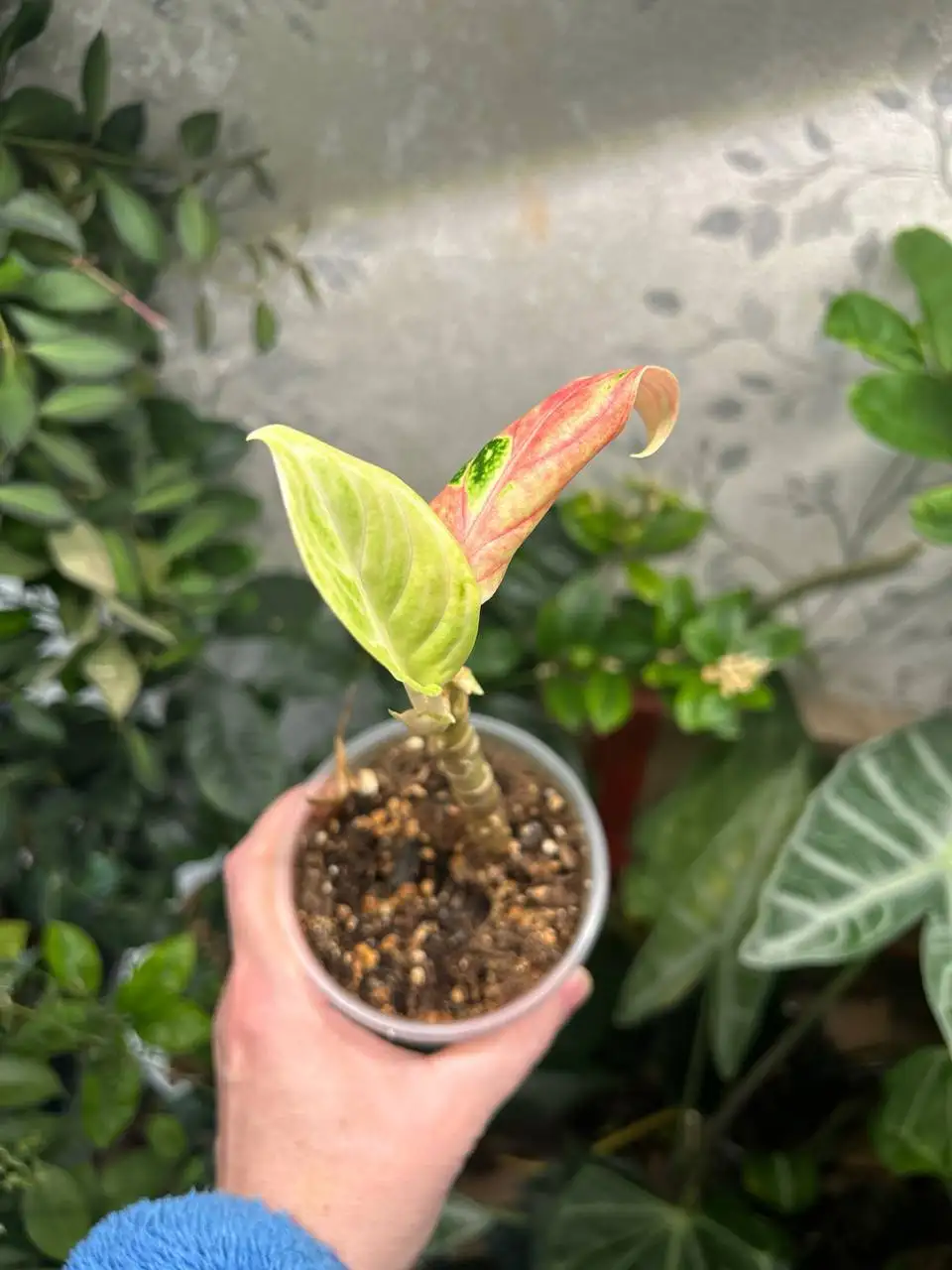 Аглаонема Чанг тонг (пень) - Комнатные растения (Хобби и отдых) в Красноярск