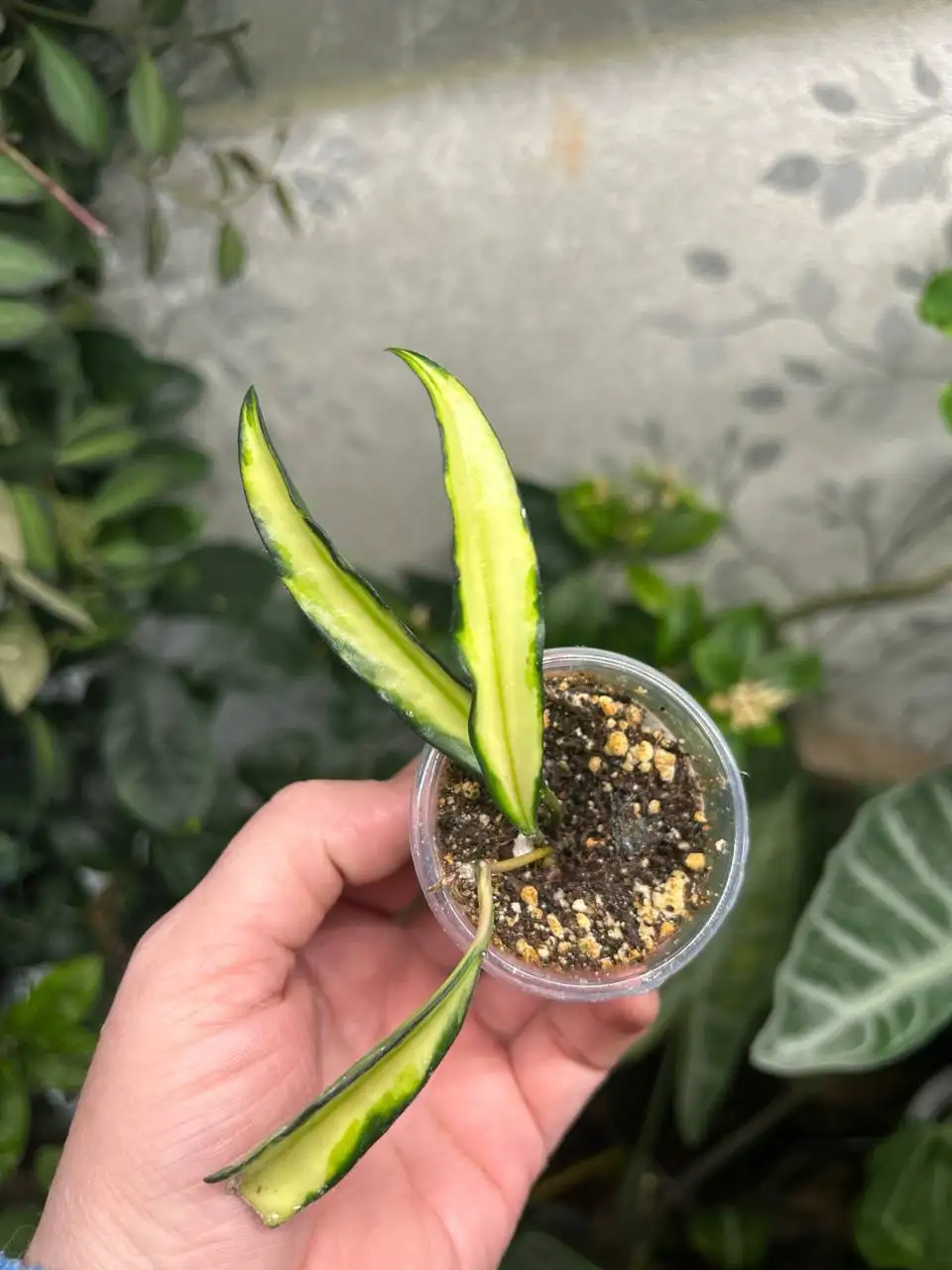 Хойя вайети триколор - Комнатные растения (Хобби и отдых) в Красноярск