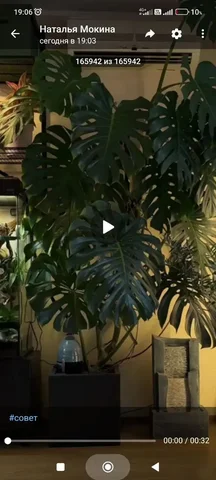 Комнатные растения в Красноярске - Семена и рассада в Красноярск