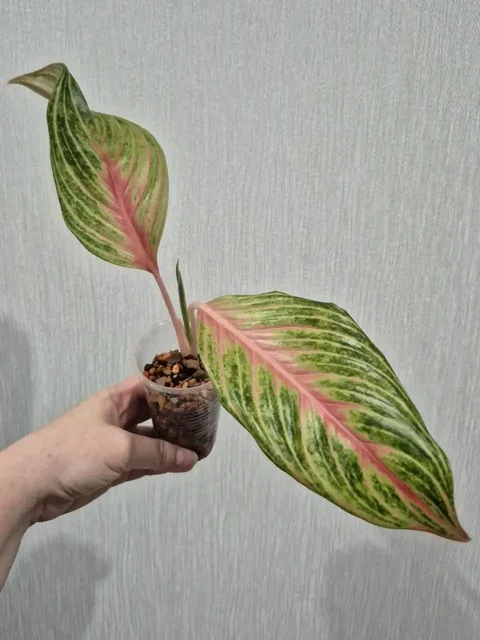 Аглаонема Thong Lai Ma - Растения в Красноярск