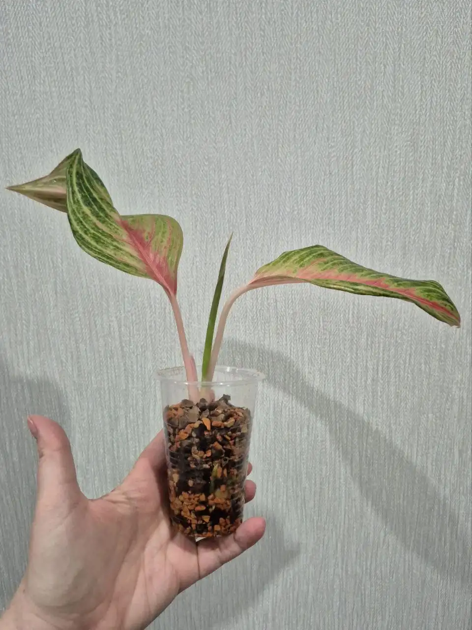 Аглаонема Thong Lai Ma - Комнатные растения (Для дома и дачи) в Красноярск