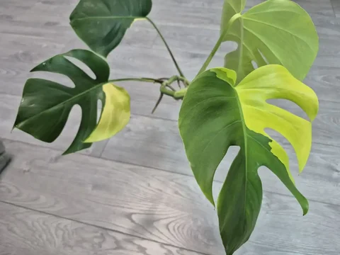 До обрезки для наглядности окраса - Семена и рассада в Красноярск