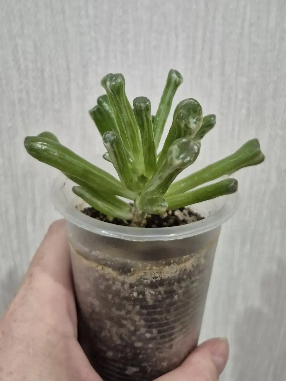 Крассула Хоббит - комнатное растение - Комнатные растения (Хобби и отдых) в Красноярск