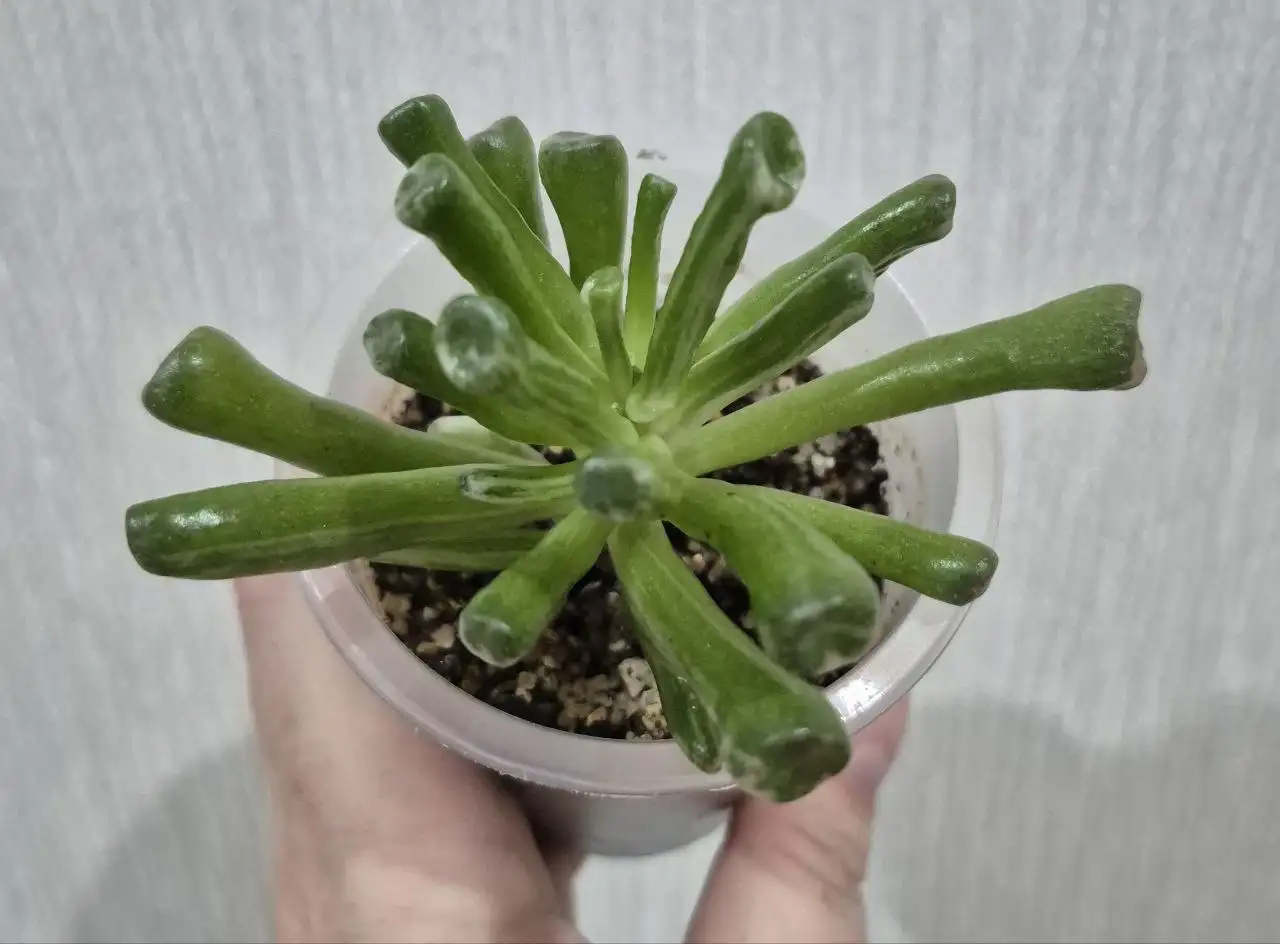 Крассула Хоббит - комнатное растение - Комнатные растения (Хобби и отдых) в Красноярск