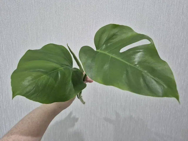 Черенок монстеры Альба Половинка - Семена и рассада в Красноярск