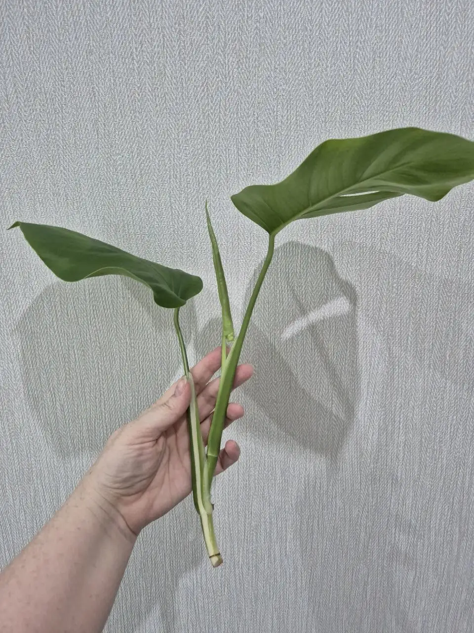 Черенок монстеры Альба Половинка - Комнатные растения (Хобби и отдых) в Красноярск