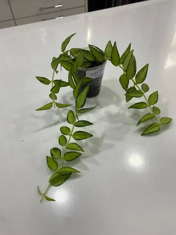 Хойя Белла Луис буис - Хобби и отдых в Красноярск