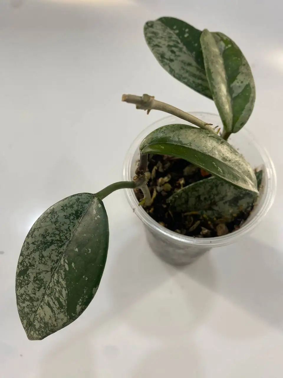 Хойя Вилбур Грейвз комнатное растение - Комнатные растения (Хобби и отдых) в Красноярск