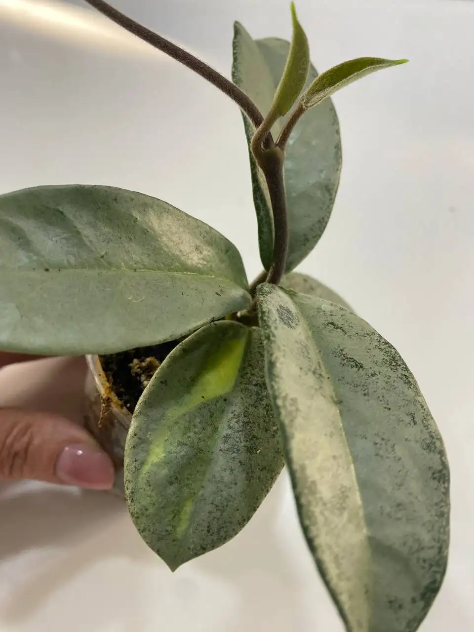 Хойя Принцесса Аргентия спорт - Комнатные растения (Хобби и отдых) в Красноярск