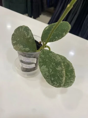 Хойя Cloudy sky (Karuas) - Хобби и отдых в Красноярск