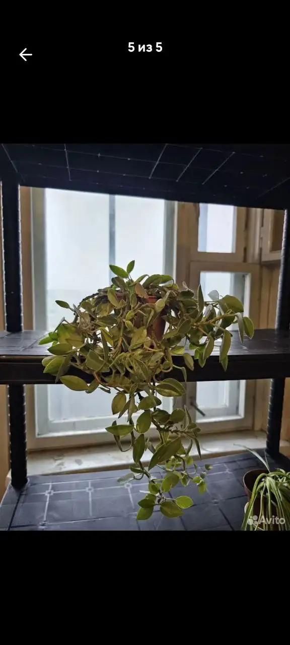 Идентификация комнатного растения по остаткам - Комнатные растения (Хобби и отдых) в Красноярск