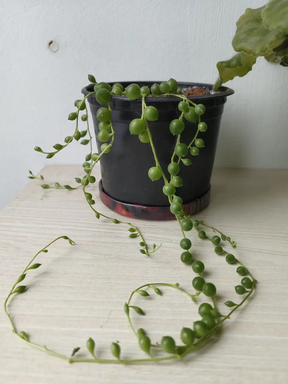 Продажа крестовника Роули - Комнатные растения (Хобби и отдых) в Красноярск