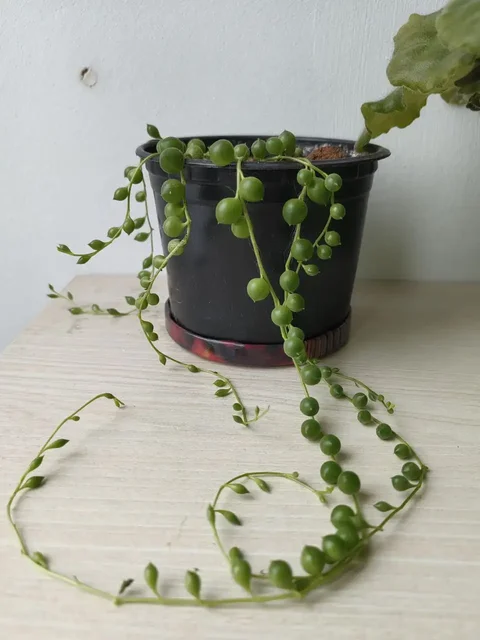 Продажа крестовника Роули - Хобби и отдых в Красноярск