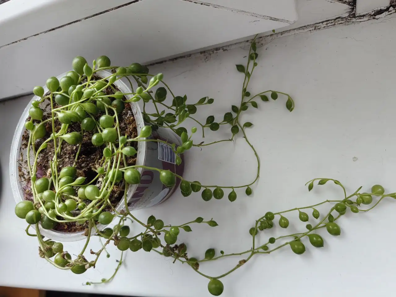 Продажа крестовника Роули - Комнатные растения (Хобби и отдых) в Красноярск