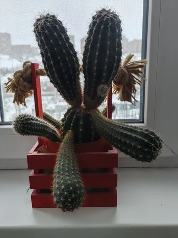 Кактус в Красноярске - Хобби и отдых в Красноярск