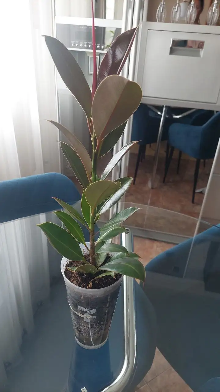 Продам фикус от горшка 30 см - Комнатные растения (Хобби и отдых) в Красноярск