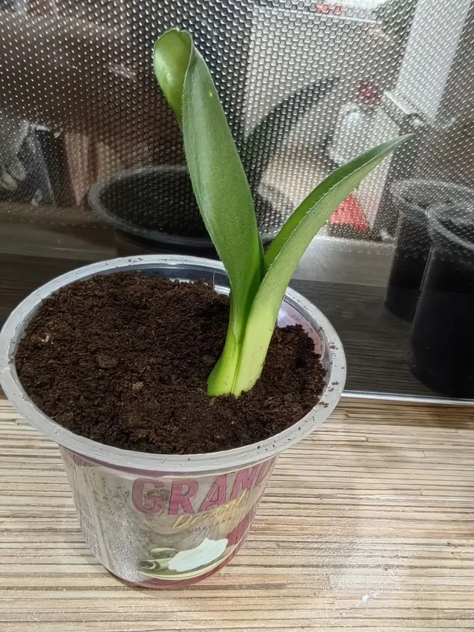 Гемантус белоцветковый - Комнатные растения (Хобби и отдых) в Красноярск