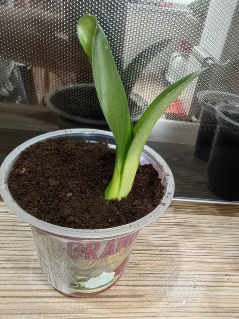 Гемантус белоцветковый - Хобби и отдых в Красноярск