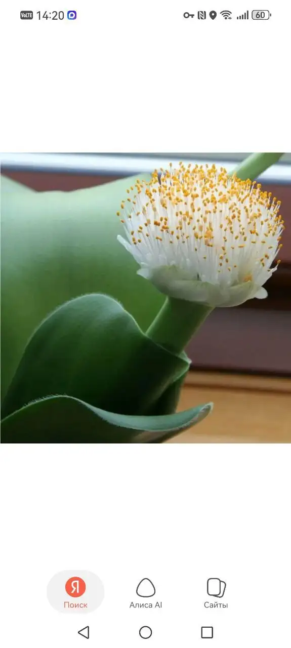 Гемантус белоцветковый - Комнатные растения (Хобби и отдых) в Красноярск