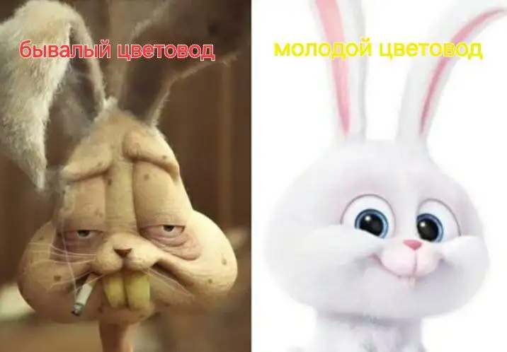 Комнатные растения в Красноярске - Комнатные растения (Для дома и дачи) в Красноярск