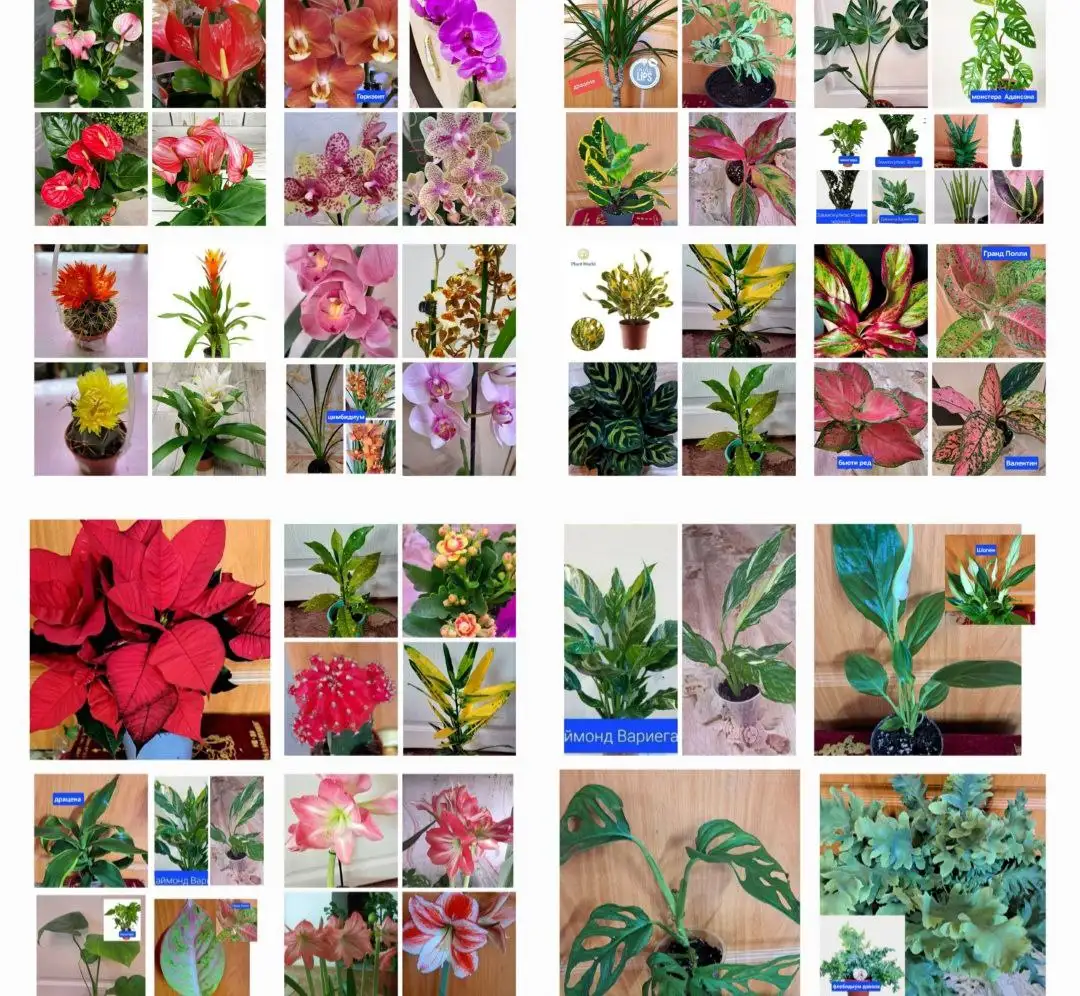 Комнатные цветы - Комнатные растения (Хобби и отдых) в Красноярск