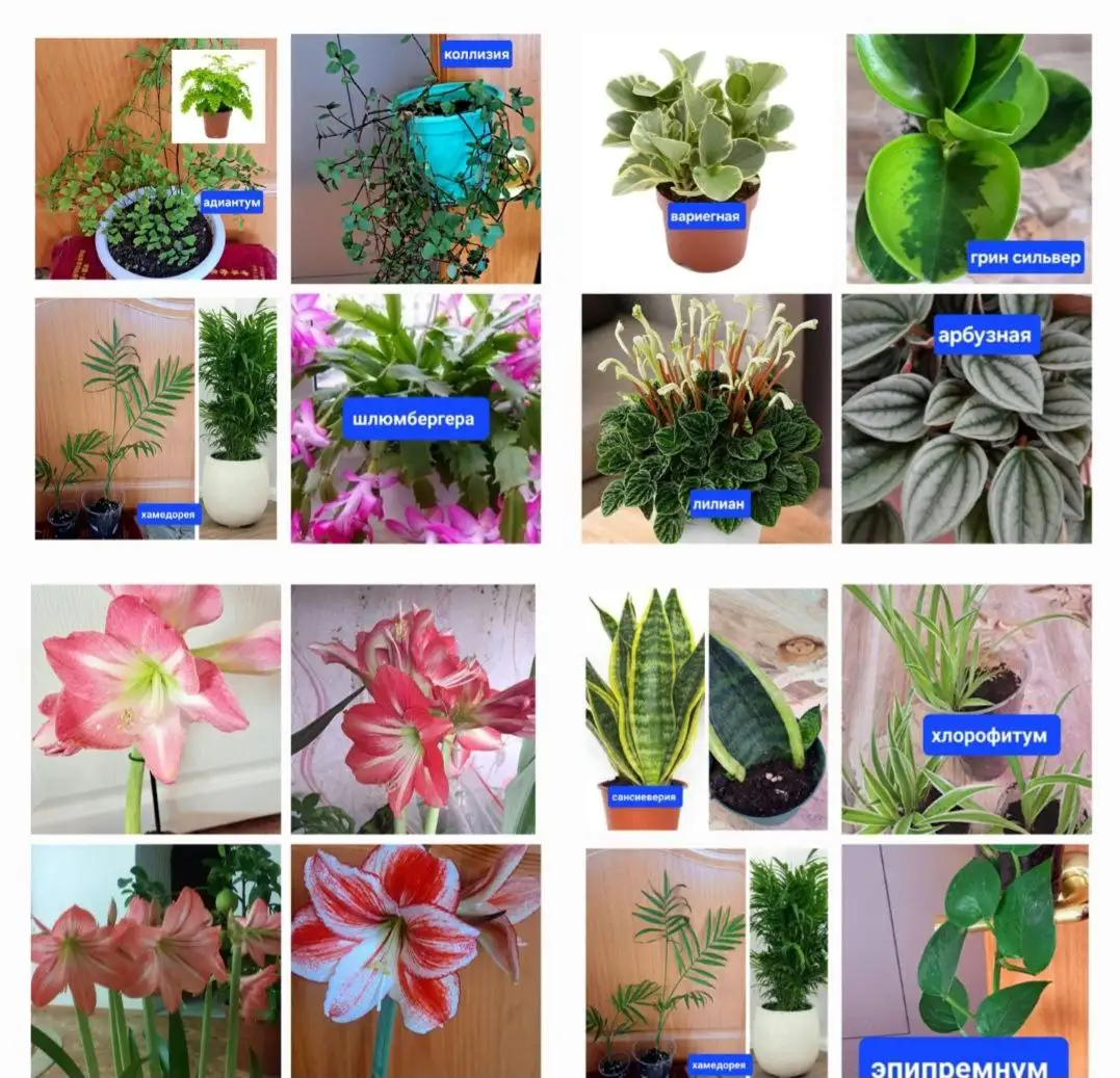 Комнатные цветы - Комнатные растения (Хобби и отдых) в Красноярск