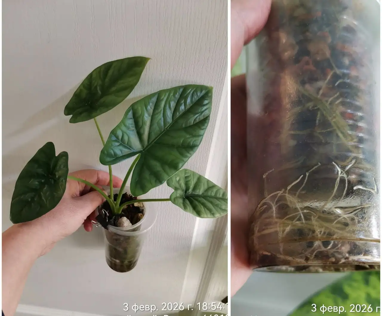 Алоказия Лукиван, молодое растение - Комнатные растения (Хобби и отдых) в Красноярск