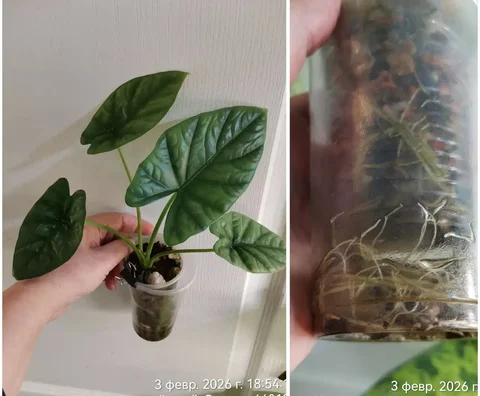 Алоказия Лукиван, молодое растение - Хобби и отдых в Красноярск