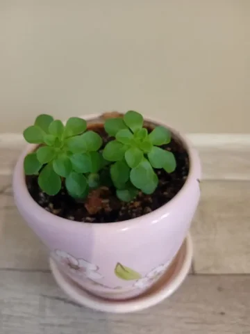 Аихризон (дерево любви) - Хобби и отдых в Красноярск