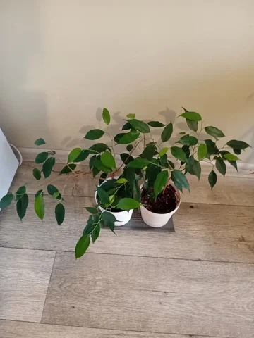 Фикус Бенджамина в Красноярске - Растения и цветы в Красноярск