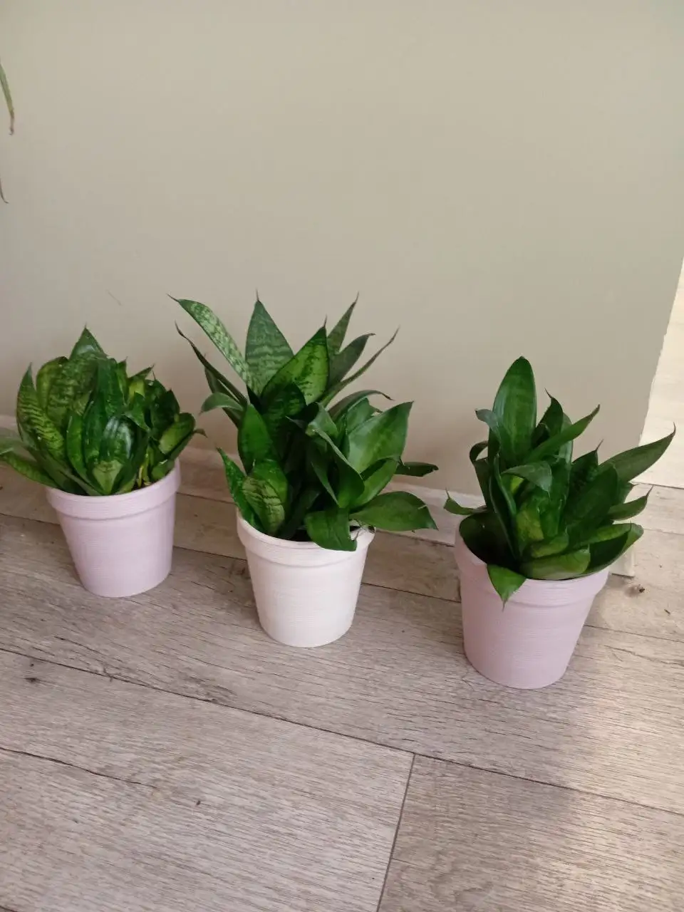 Сансевиерия в районе Планеты - Комнатные растения в Красноярск