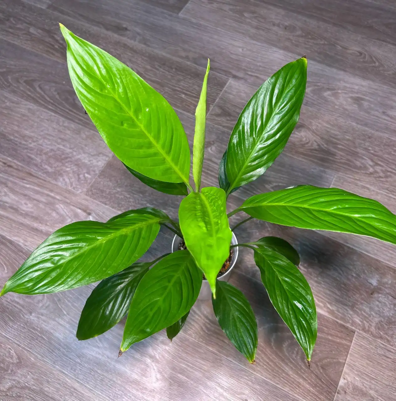 Продам комнатные растения спатифиллум - Комнатные растения (Хобби и отдых) в Красноярск