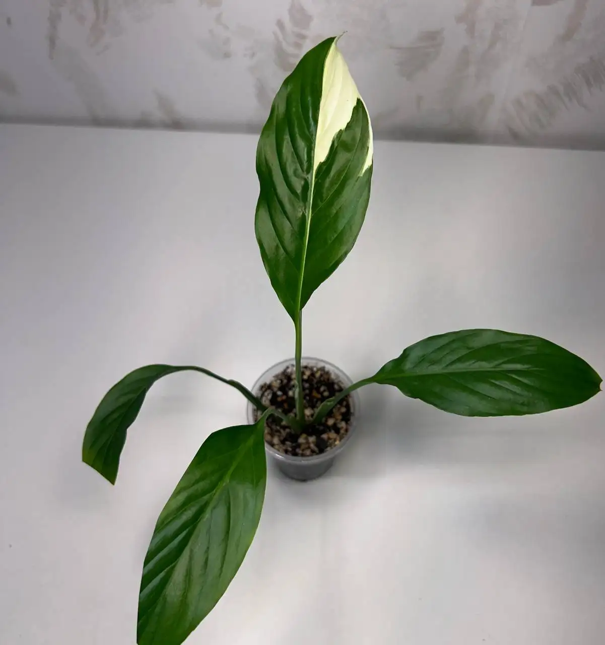 Продам комнатные растения спатифиллум - Комнатные растения (Хобби и отдых) в Красноярск