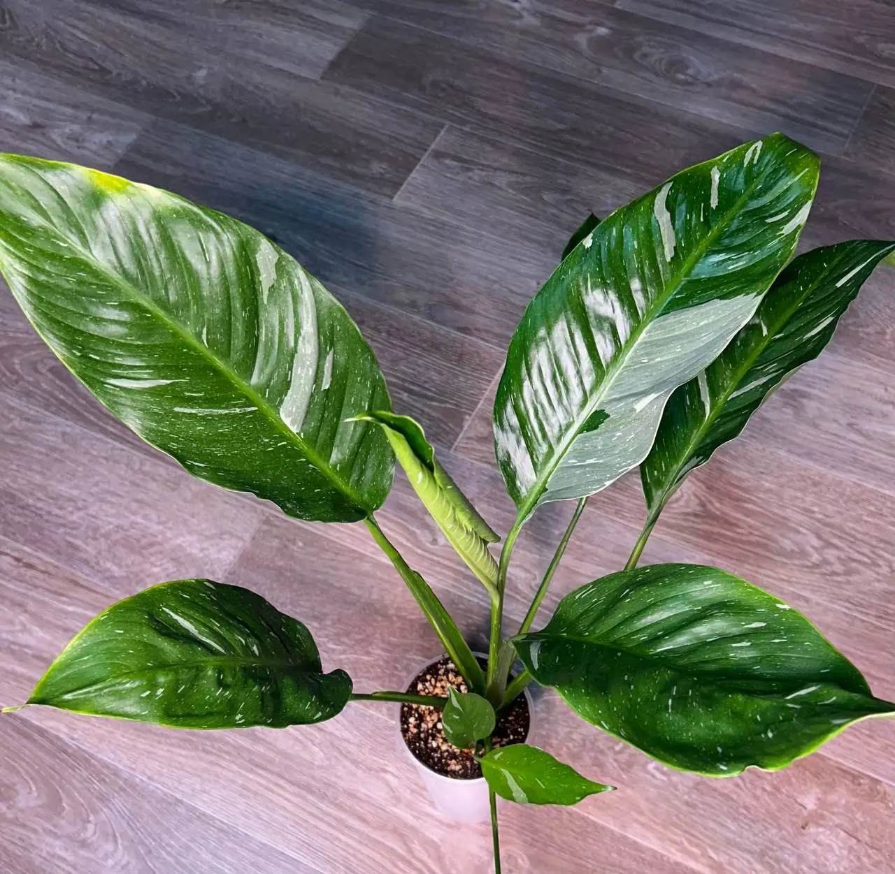 Продам комнатные растения спатифиллум - Комнатные растения (Хобби и отдых) в Красноярск