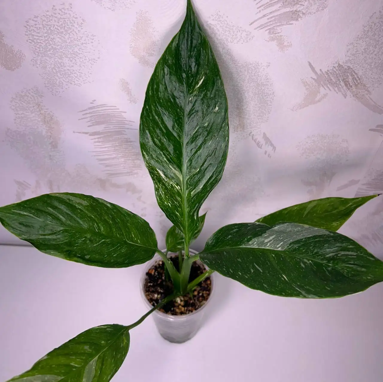 Продам комнатные растения спатифиллум - Комнатные растения (Хобби и отдых) в Красноярск