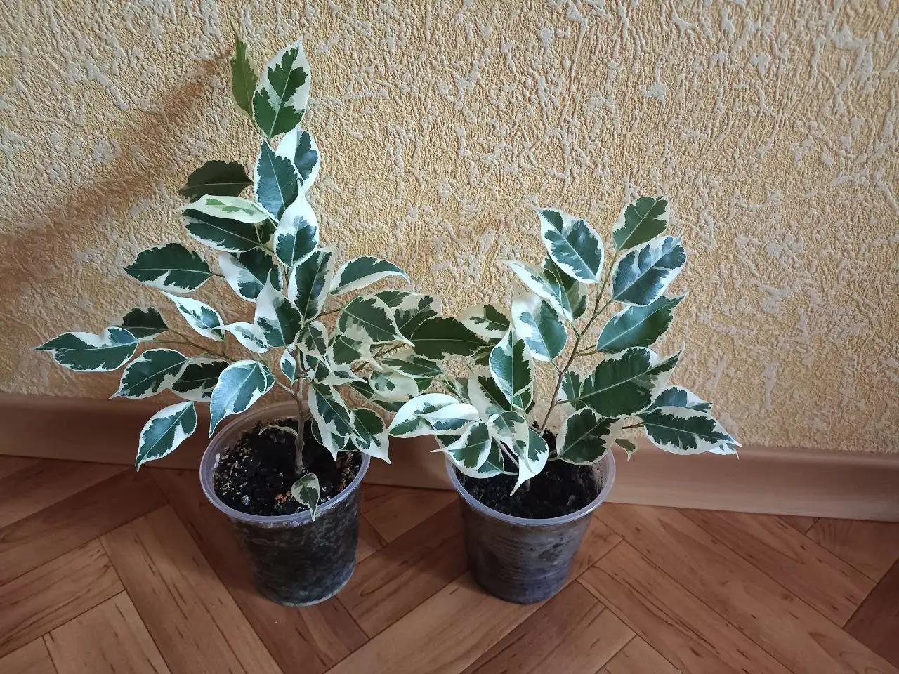 Продажа фикусов в Красноярске - Комнатные растения (Хобби и отдых) в Красноярск