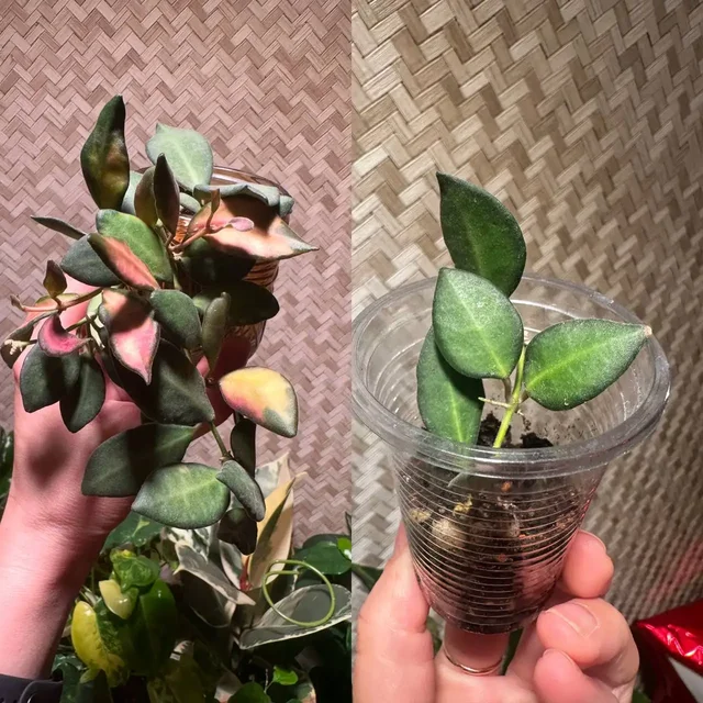 Продажа комнатных растений в Красноярске - Хобби и отдых в Красноярск