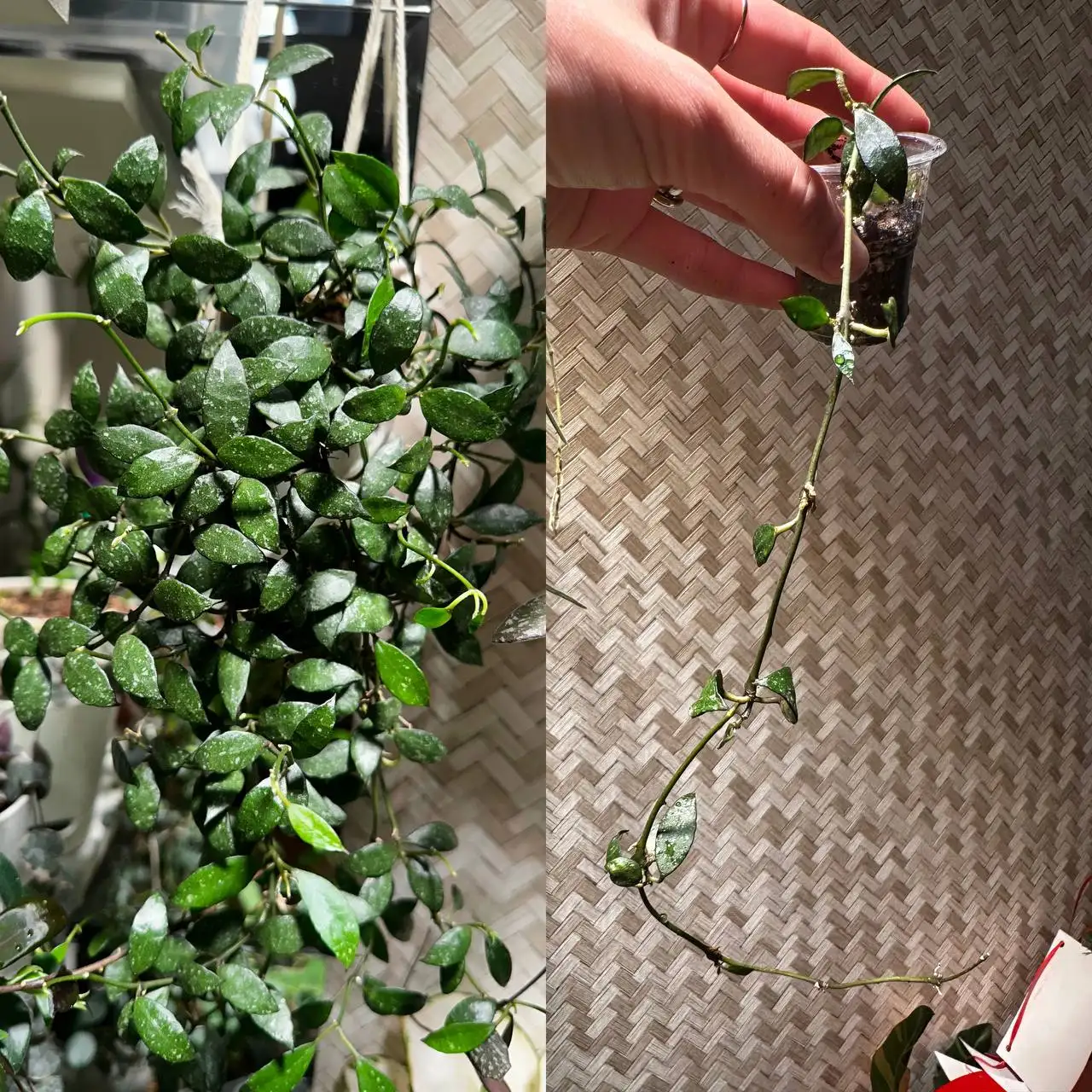 Продажа комнатных растений в Красноярске - Комнатные растения (Хобби и отдых) в Красноярск