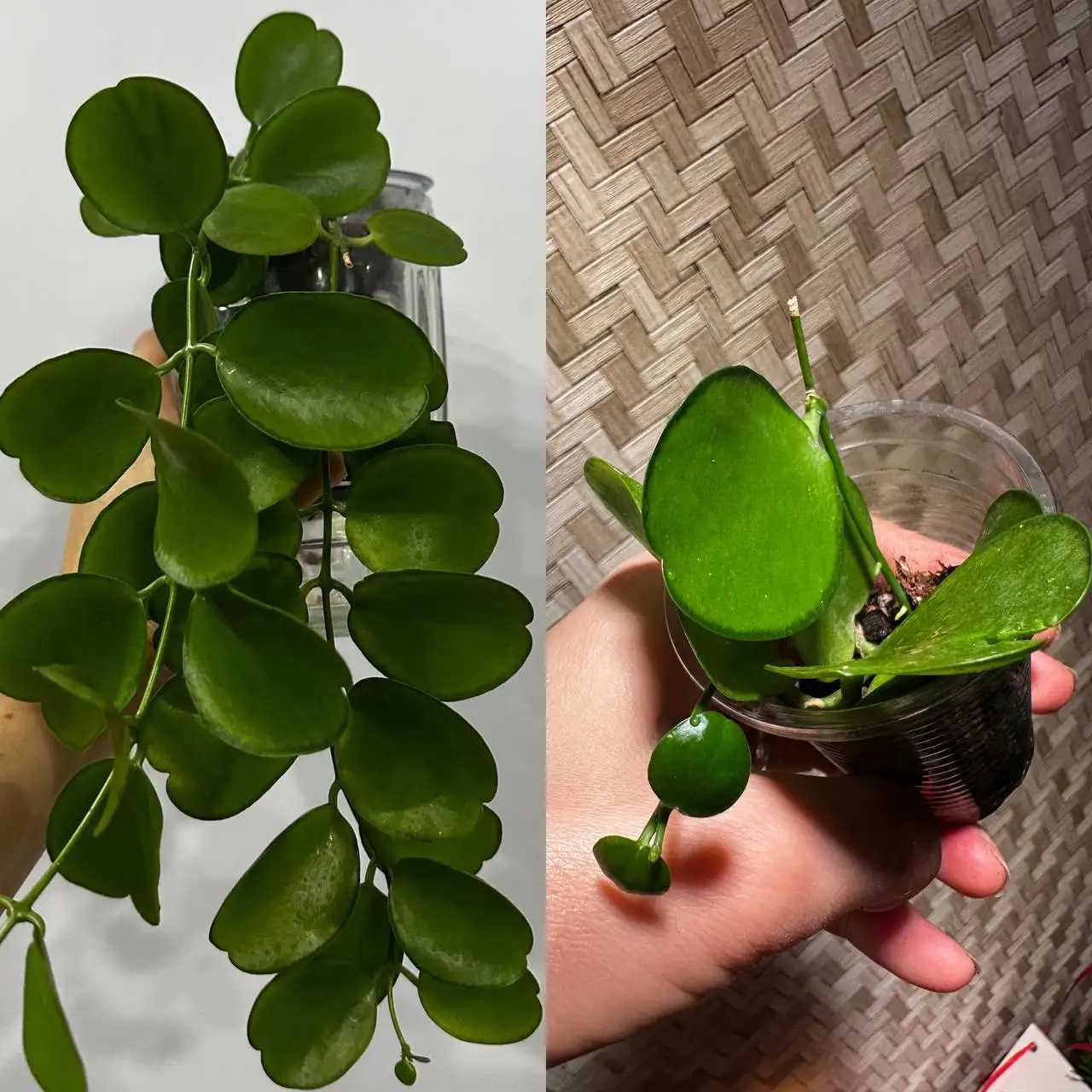 Продажа комнатных растений в Красноярске - Комнатные растения (Хобби и отдых) в Красноярск