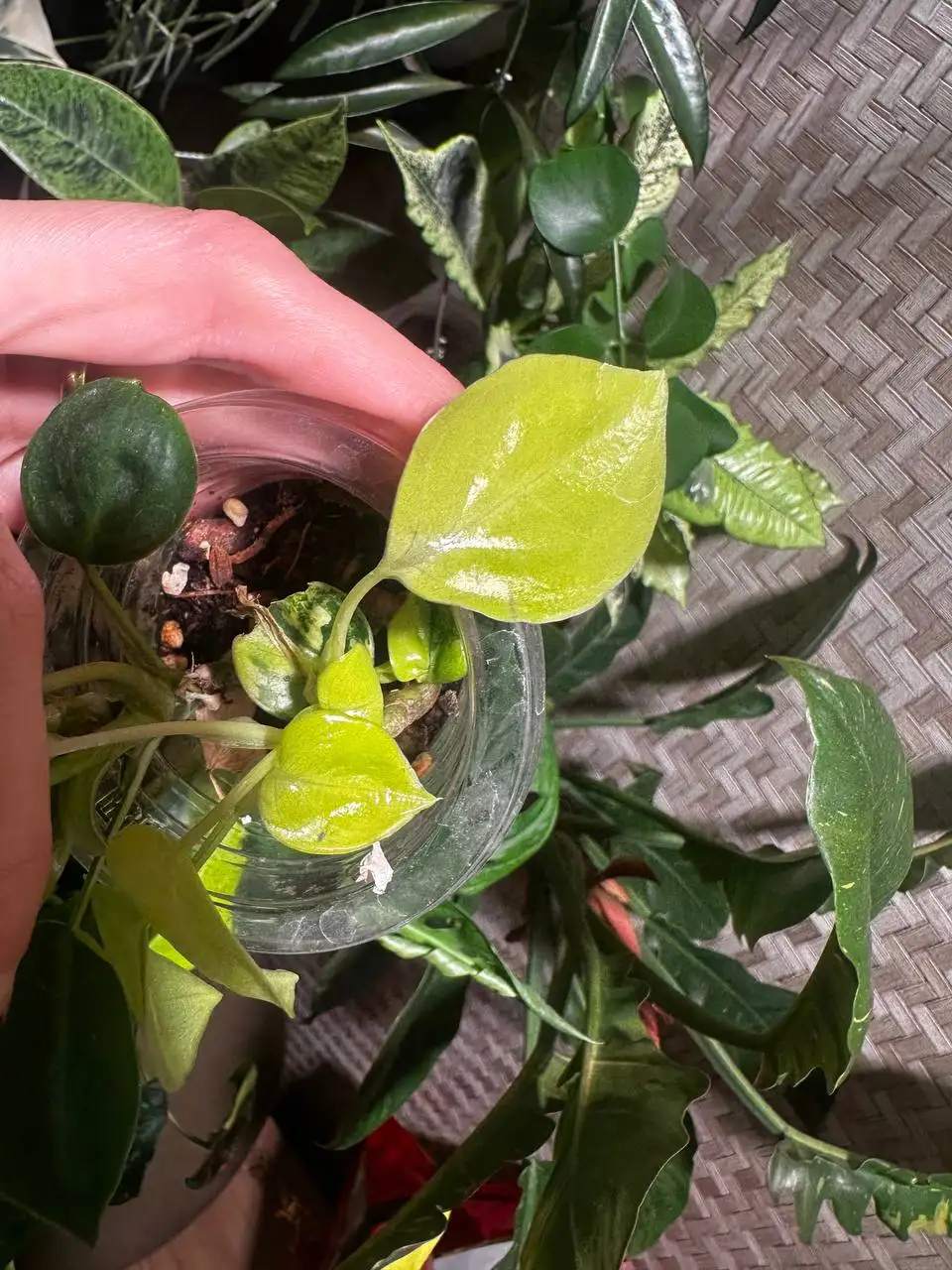 Продажа комнатных растений в Красноярске - Комнатные растения (Хобби и отдых) в Красноярск