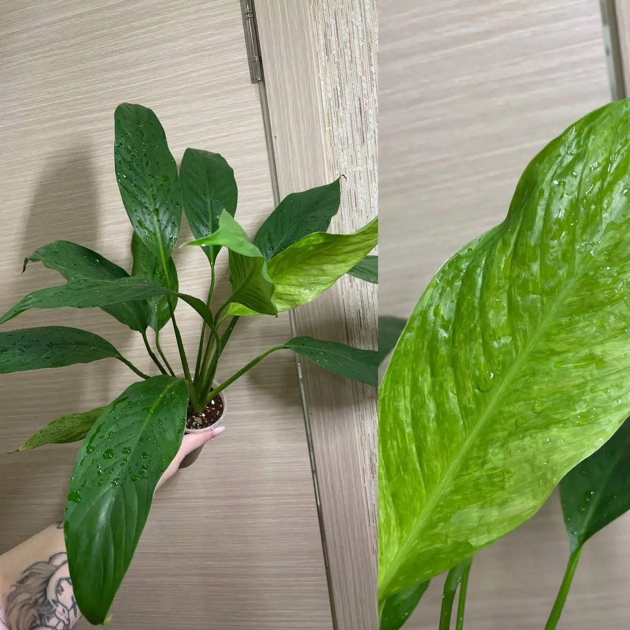 Продам спатифиллум аурея взрослый - Комнатные растения (Для дома и дачи) в Красноярск