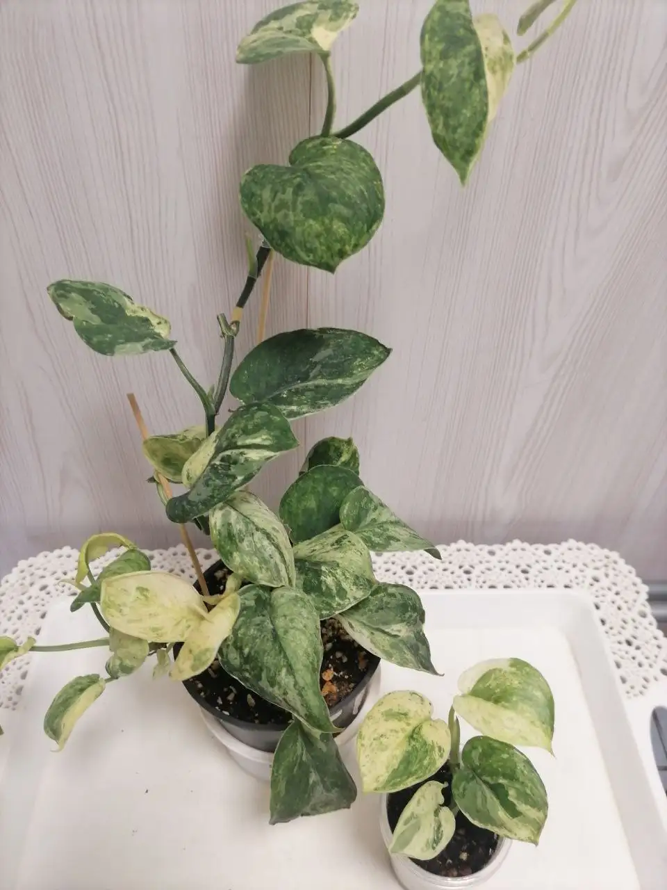 Сцин Пеасун Зелёный комнатное растение - Комнатные растения (Хобби и отдых) в Красноярск