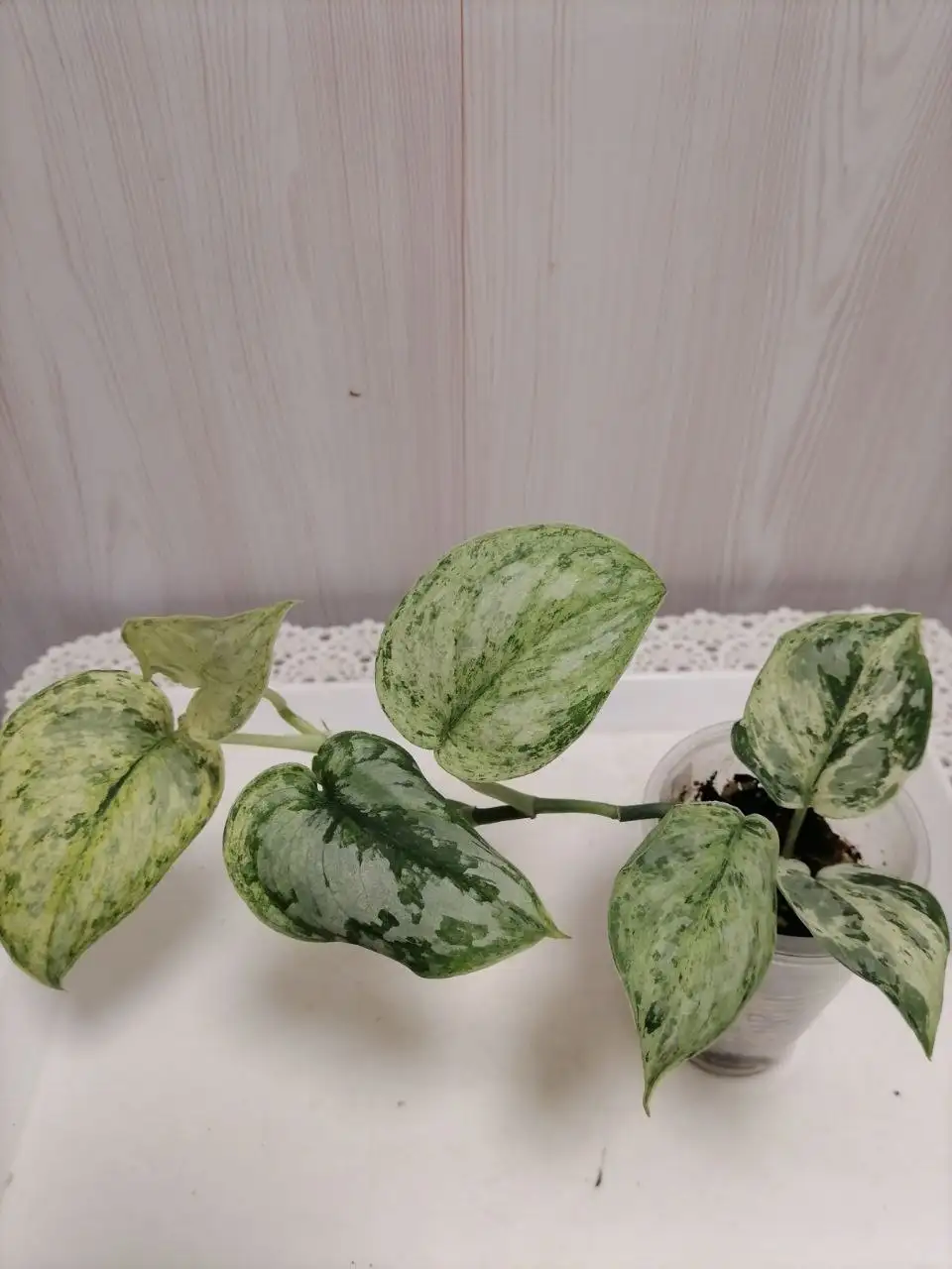 Сциндапсус Пеасун Серебристый - Комнатные растения (Хобби и отдых) в Красноярск