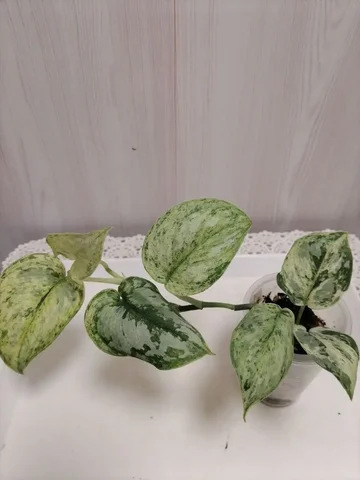 Сциндапсус Пеасун Серебристый - Хобби и отдых в Красноярск