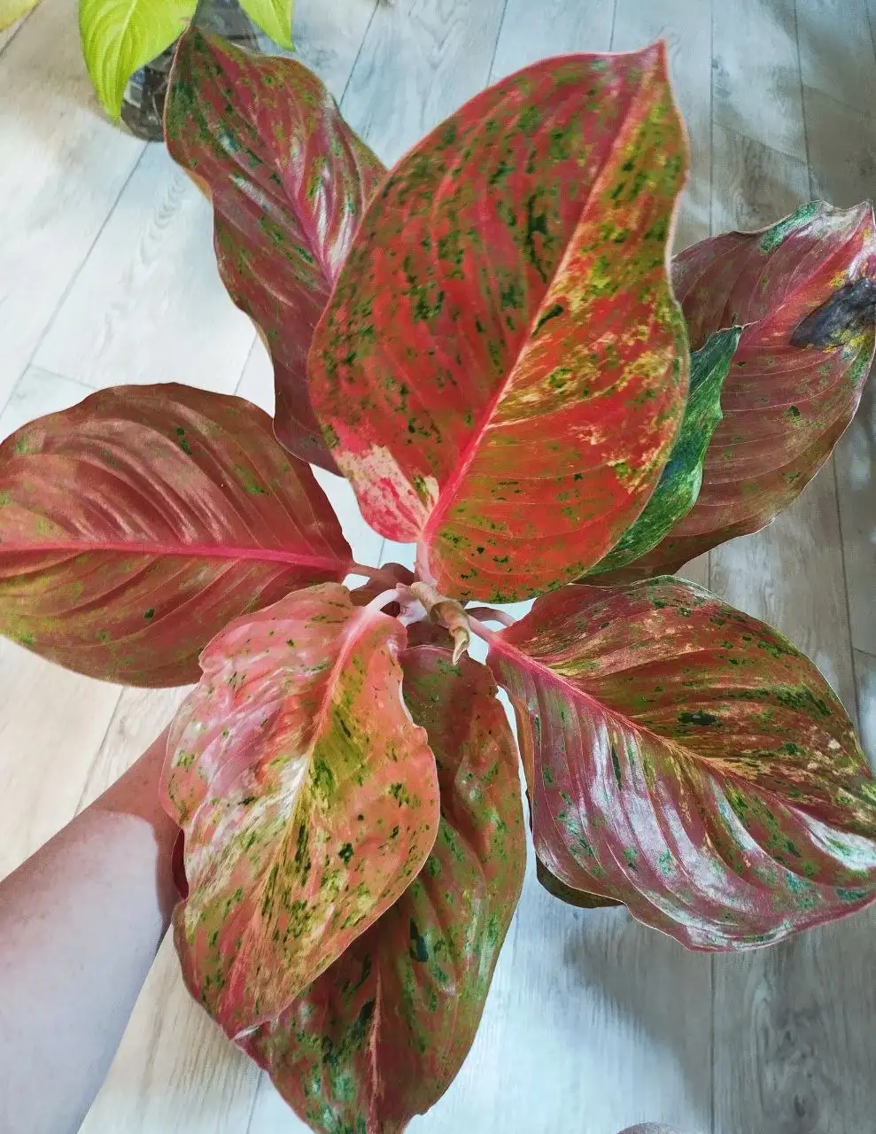 Продажа комнатных растений - Комнатные растения (Хобби и отдых) в Красноярск