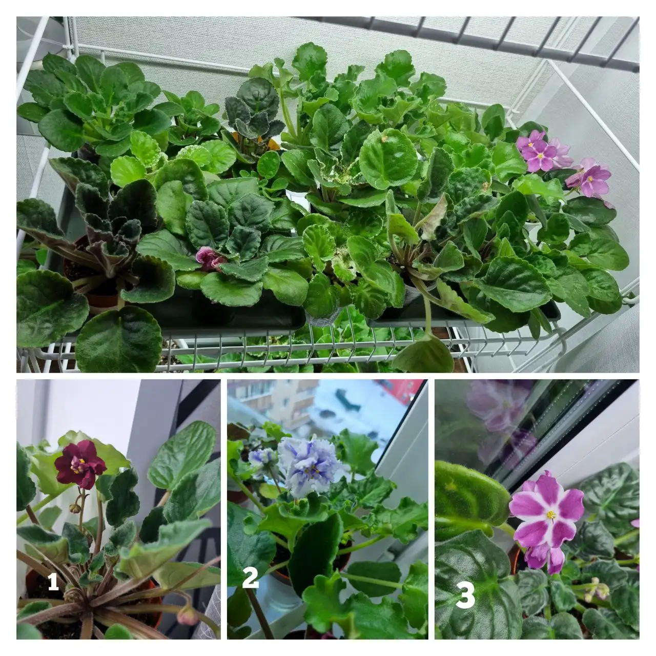 Продажа сортовых фиалок для дачи - Комнатные растения (Хобби и отдых) в Красноярск