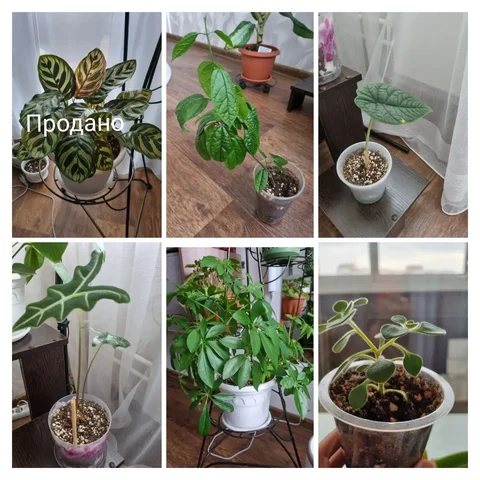 Распродажа комнатных растений в Красноярске - Хобби и отдых в Красноярск